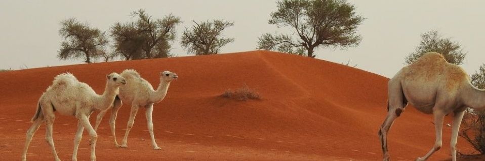 zamel3827's profile banner image
