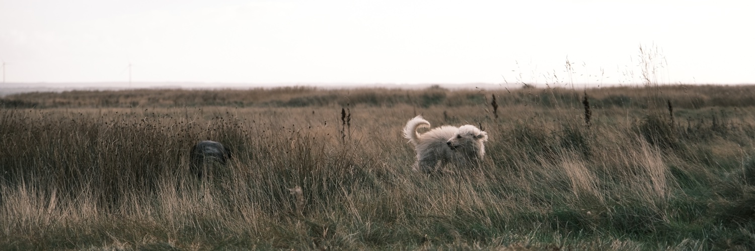 doefler's profile banner image