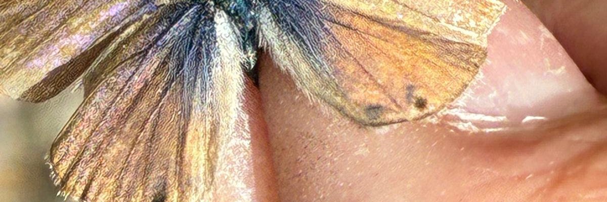 gentilegemma's profile banner image