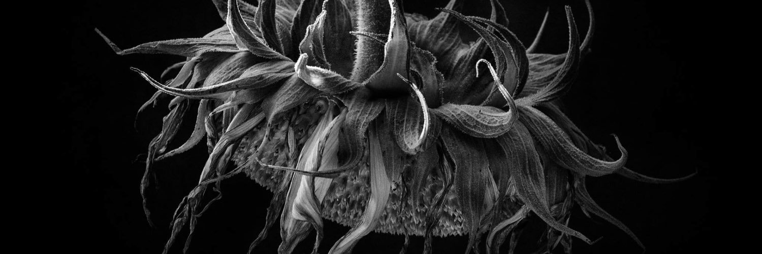 sugarhillpic's profile banner image