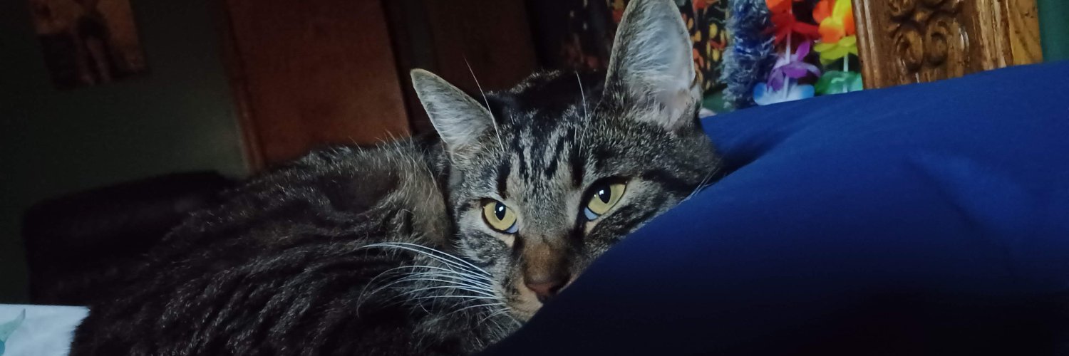 Alina_Gator's profile banner image