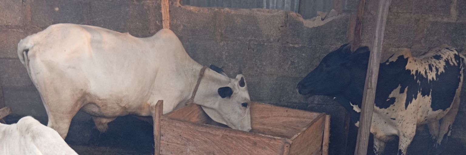 Isshambo's profile banner image