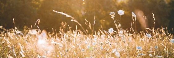 blake: ➡️🦋 banner