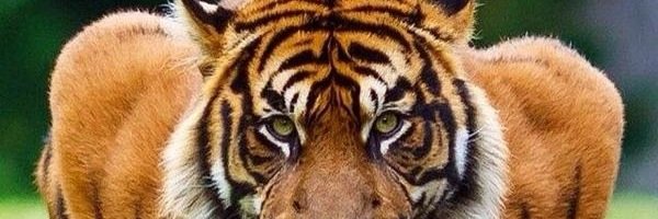 ProFessGriff's profile banner image