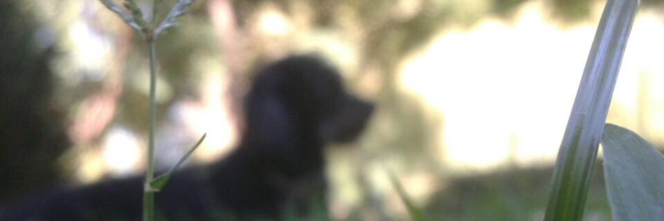 StefiArcoiris's profile banner image