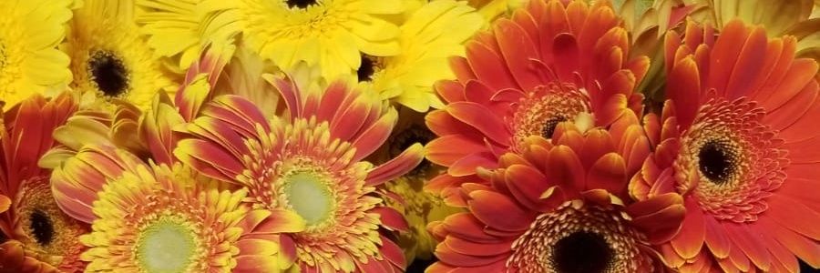 taloflor's profile banner image