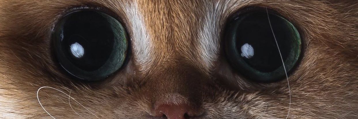 dyl banner