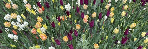 Pauetisso Profile Banner