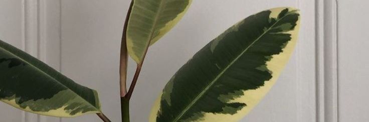lucilitag's profile banner image