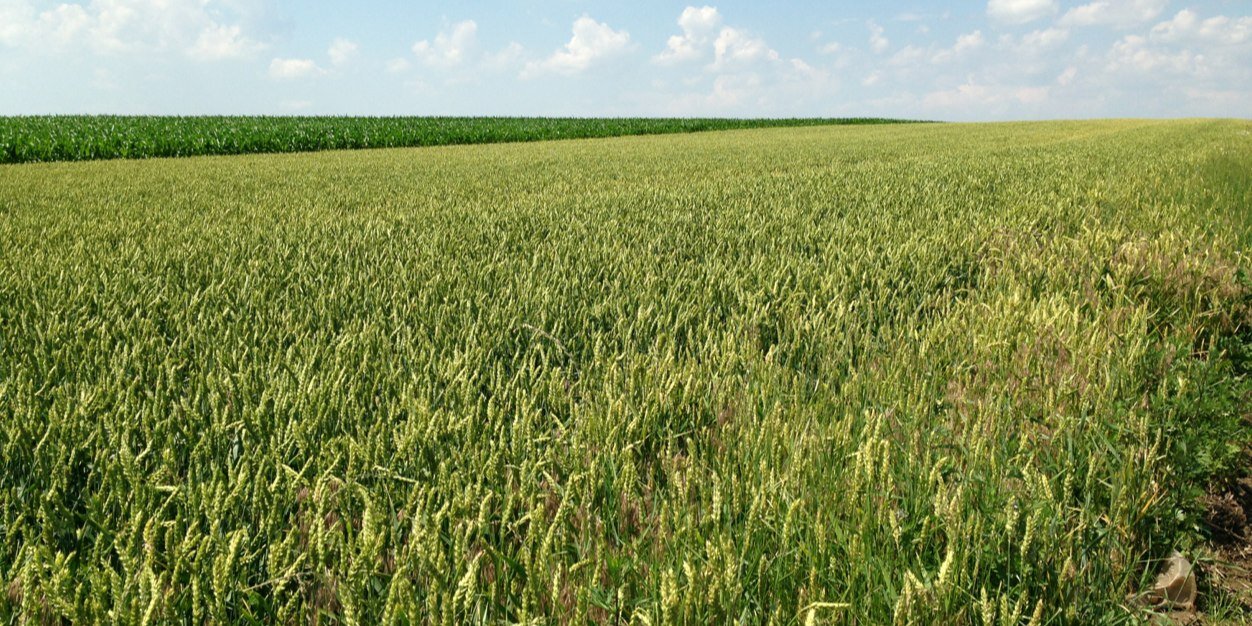 daniele ferrazza banner