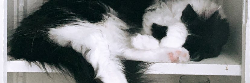 bbeansandrice's profile banner image