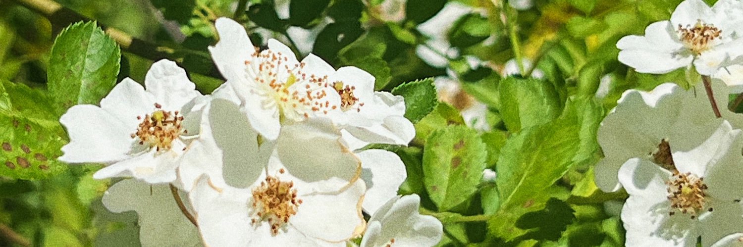 ThisIsNotAlee's profile banner image