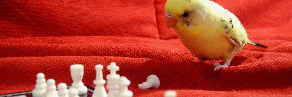 Chad Hochberg banner