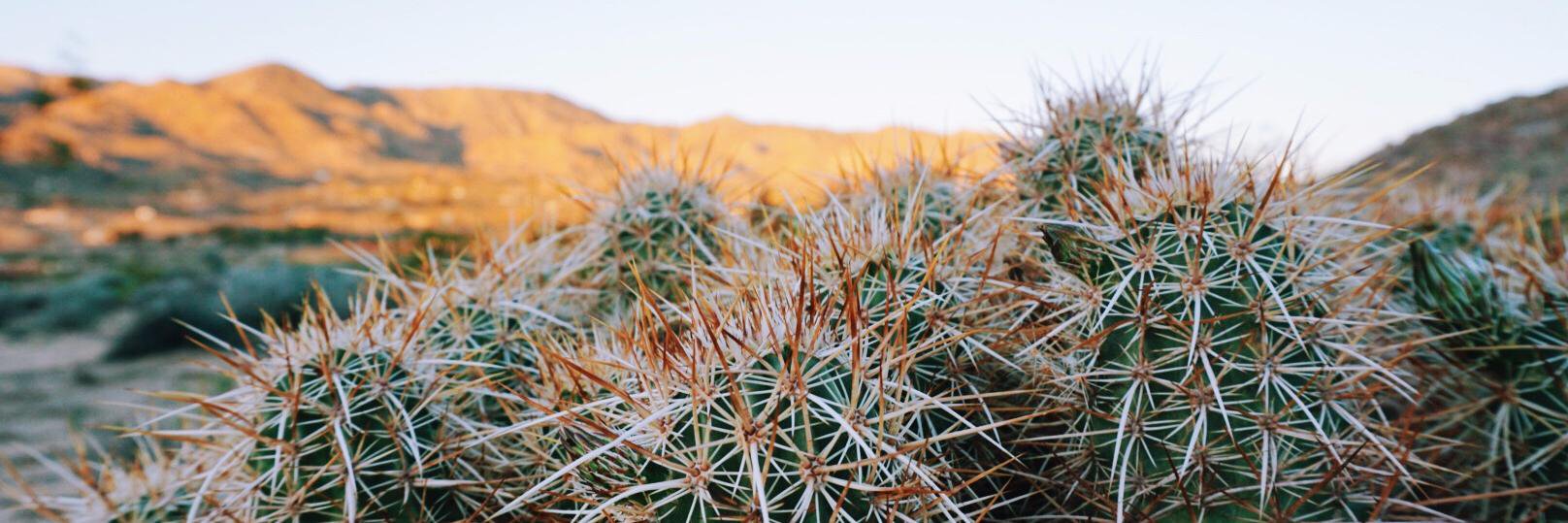 Sami Matarante banner