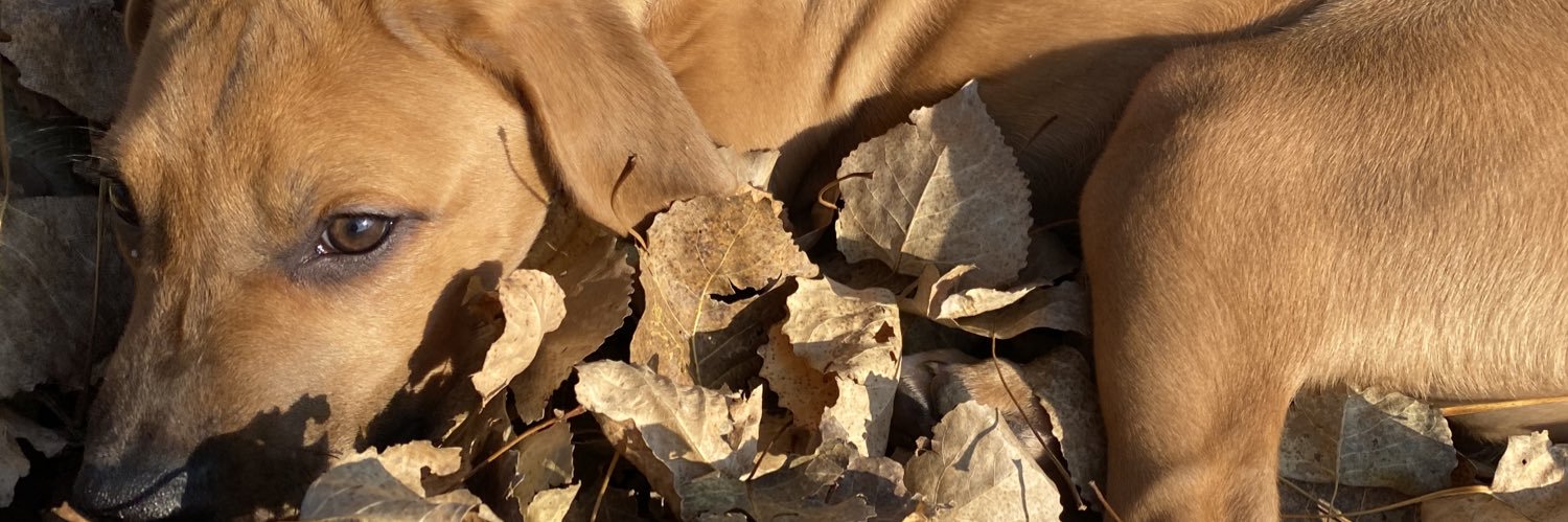 Cholsker's profile banner image