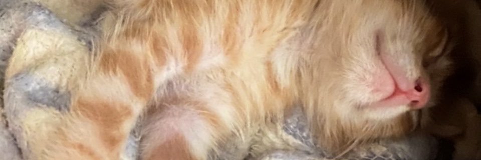 camiquint's profile banner image