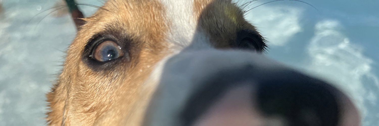 emacaronas's profile banner image