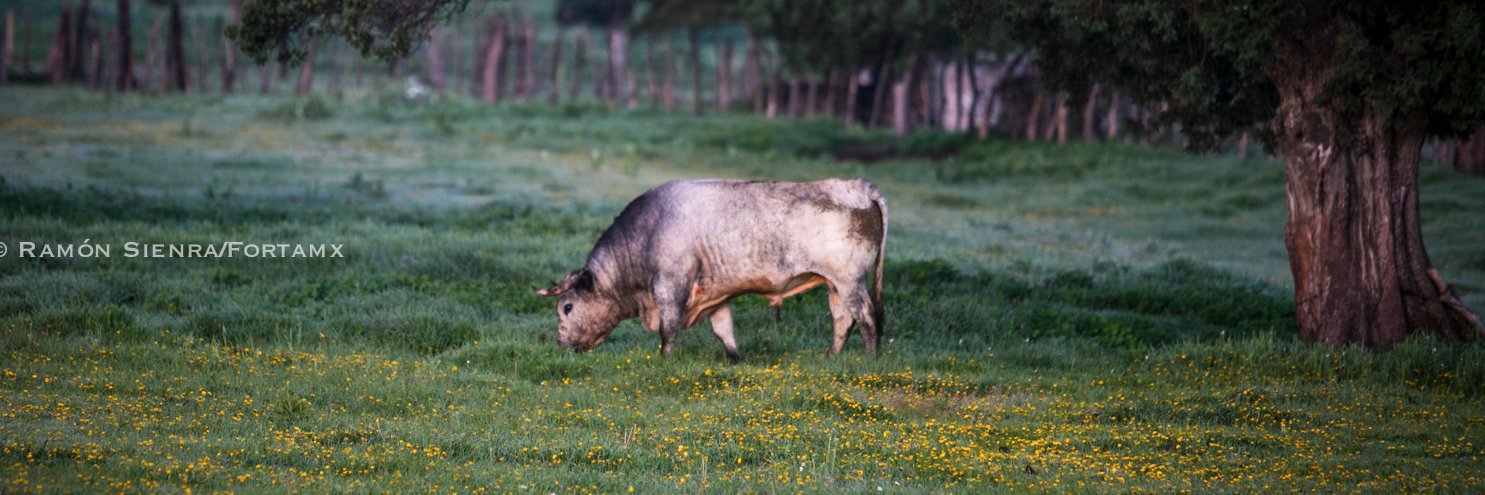 Ramón Sienra Cravioto banner