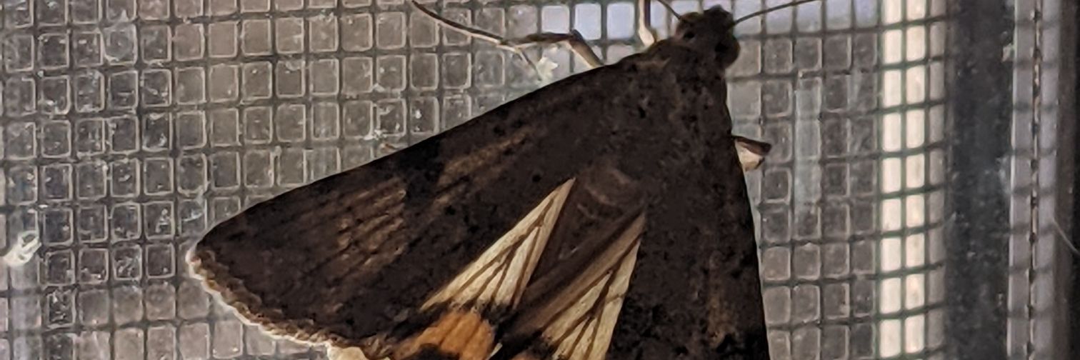 cooknode85's profile banner image