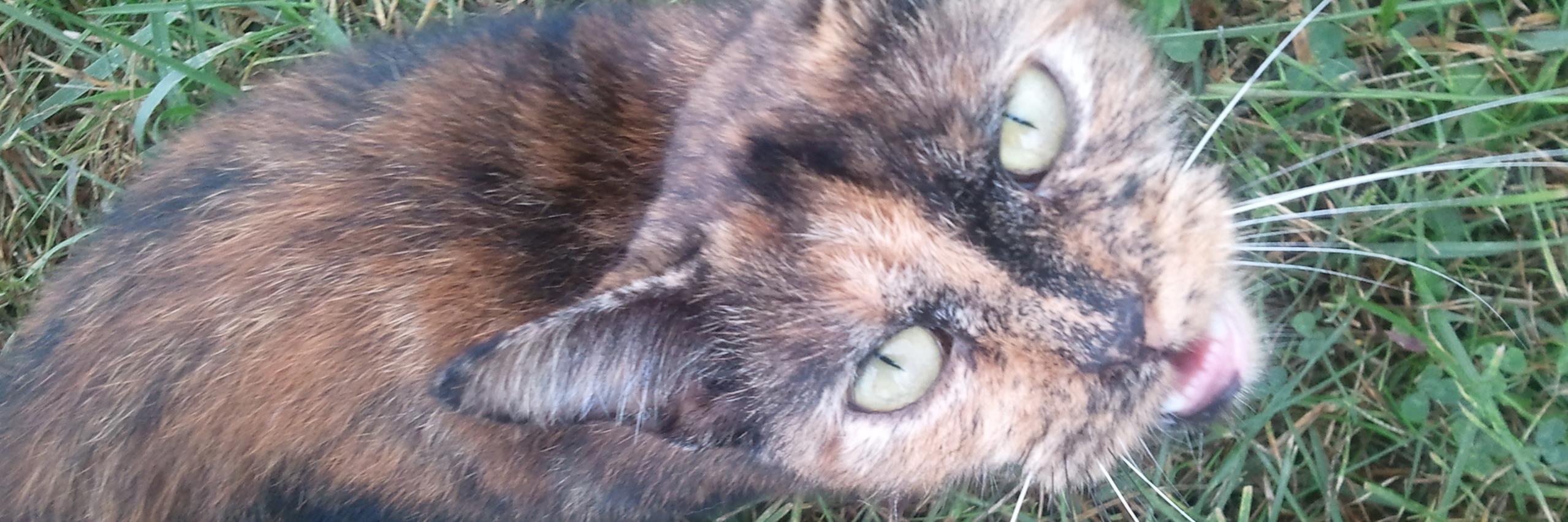 EVILTICKLES's profile banner image