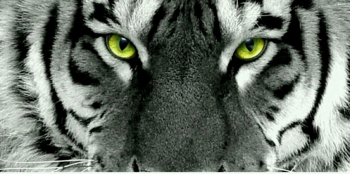strength_coach1's profile banner image