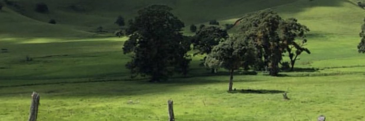 ALEXANDRE LINS banner