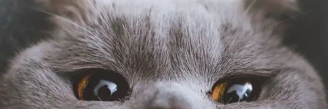 vtafarida's profile banner image