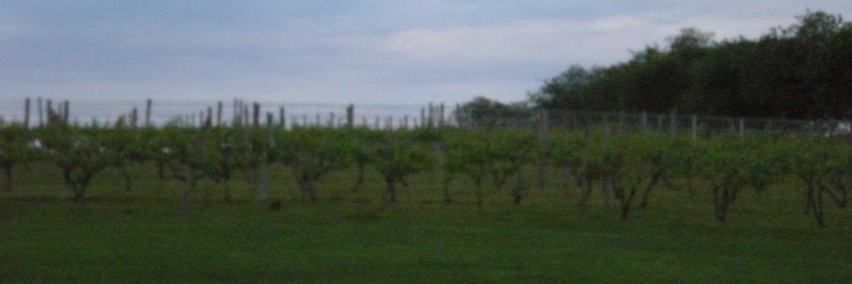 timchaseshow's profile banner image