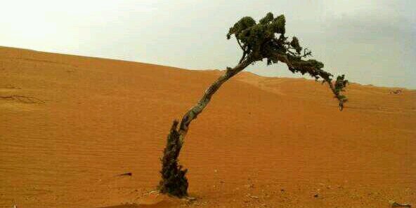 أنور المعمري🇴🇲 banner