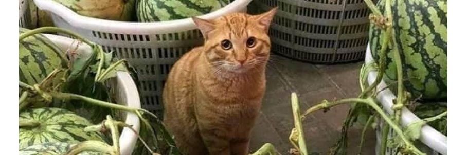 Peter Benzoni banner