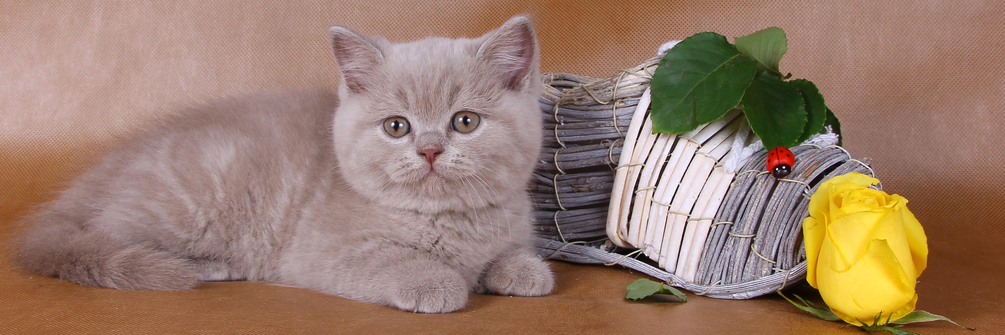 ILIOSCATS's profile banner image