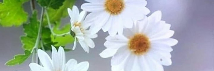 helda_id's profile banner image