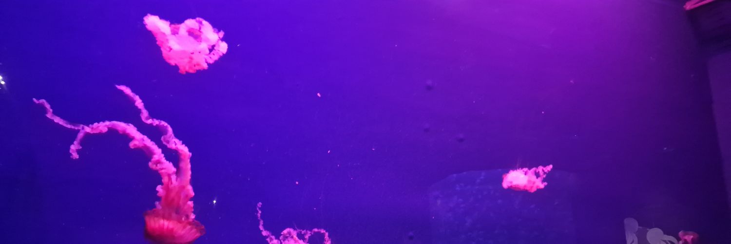 Pacheking_'s profile banner image