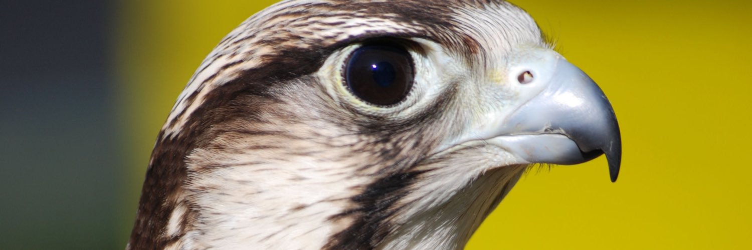 fadali12's profile banner image