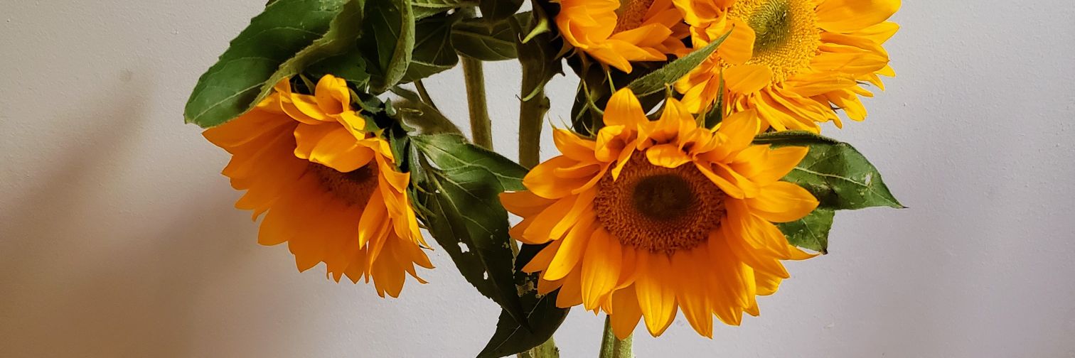 BeasSquared's profile banner image