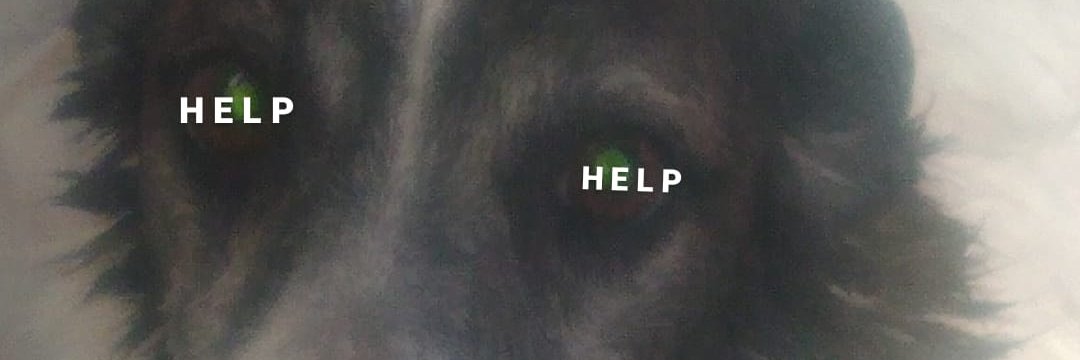 isarigos's profile banner image