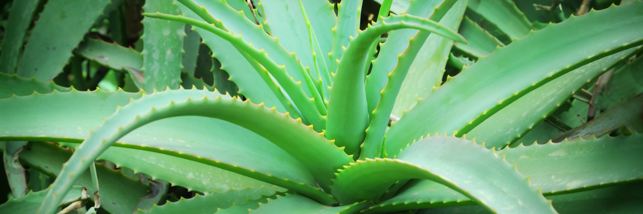 GrowingSystems's profile banner image