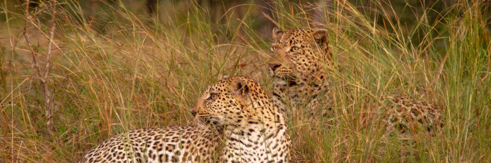 George B Watson banner