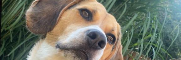 Julia Crossen 🇬🇧🇮🇹 🇲🇸 banner