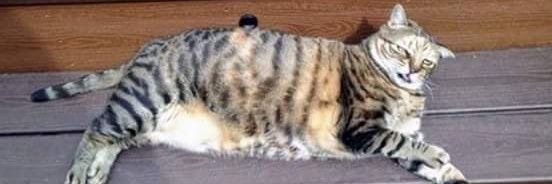 Zee Smith 🐝 banner