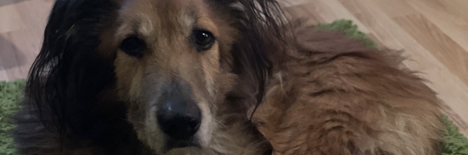 Nikita Kotkov banner