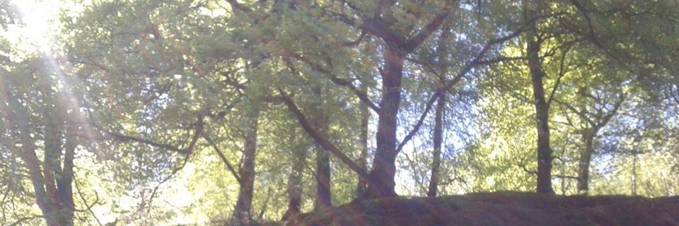 Ivona_Coghlan's profile banner image