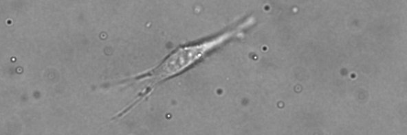 Pietro Mascheroni banner