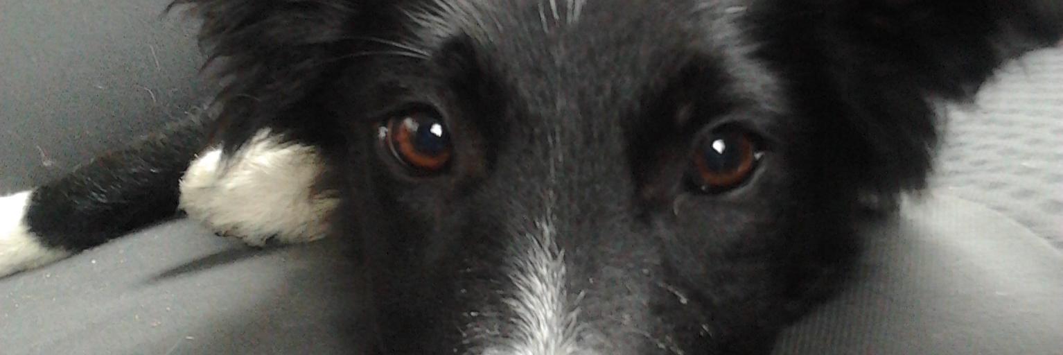 malinka2008's profile banner image