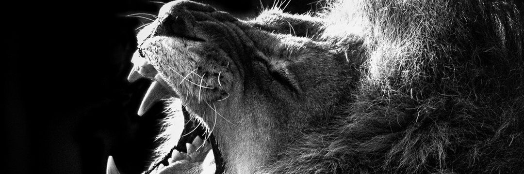Andres10Foz's profile banner image