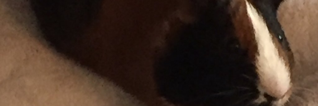 fxckoff96's profile banner image