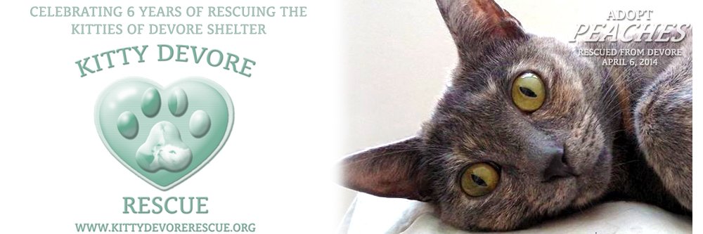 KittyDevore's profile banner image