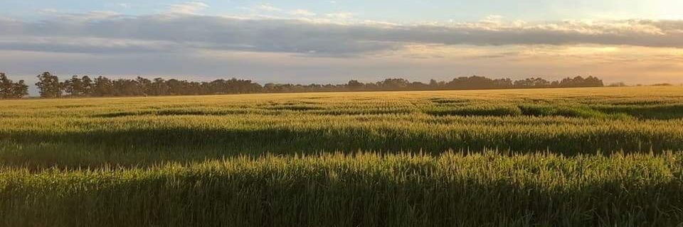 nicolasg535's profile banner image