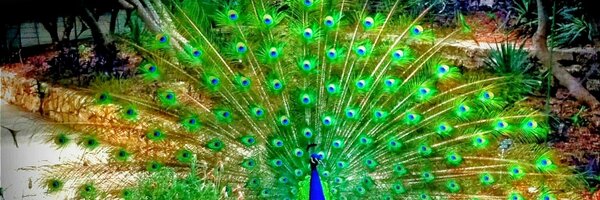 tommydragna Profile Banner