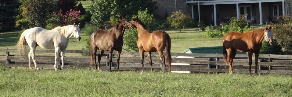 Oldfriendsfarm's profile banner image